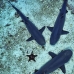 shark_whitetip_reef_alc_ci_v_0140_cos1429.jpg
